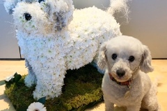 Flower  tribute  Dog with his real dog